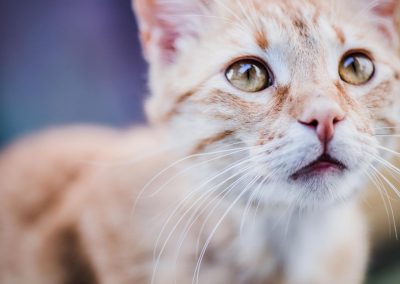 Katze