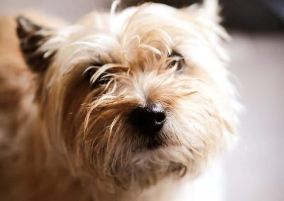 Hund
