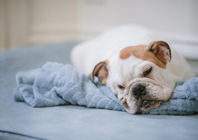 Hund schlafen