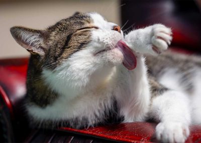 Katze putze