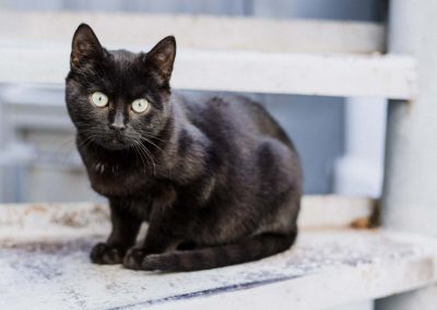 Katze schwarz auf Bank